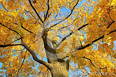 Golden treetop in morning sunshine Stock Photo