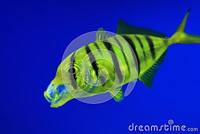 Golden trevally Stock Photo