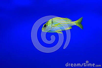 Golden trevally Stock Photo