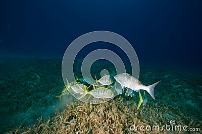 Golden trevally Stock Photo