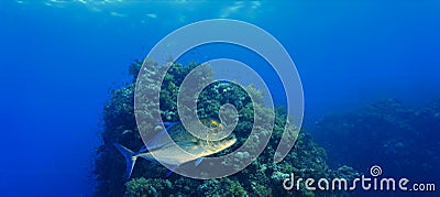 Golden Trevallys and golden kingfish at a coral reef Stock Photo
