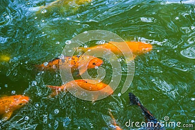 Golden Trout underwater Stock Photo