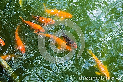 Golden Trout underwater Stock Photo