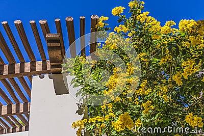 Golden Trumpet Tree White Adobe Wall Tuscon Arizona Stock Photo