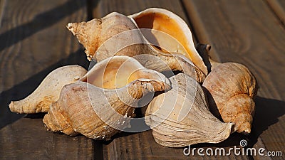 golden trumpeter shells Stock Photo