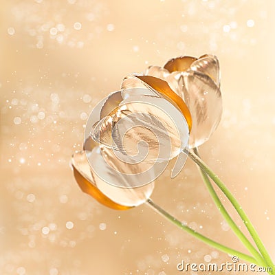 Golden tulip flowers over blurred background Stock Photo