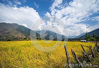 Golden view of paddy fields. Stock Photo