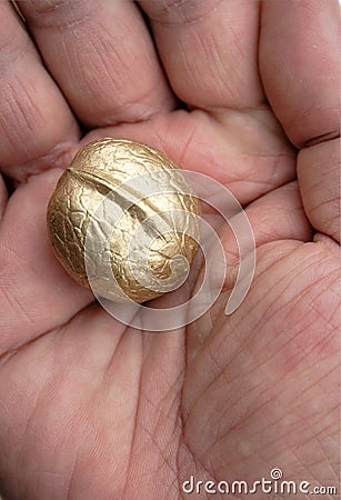 Golden walnut on hand Stock Photo