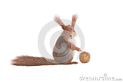 Golden walnut and squirrel isolated on white background Stock Photo