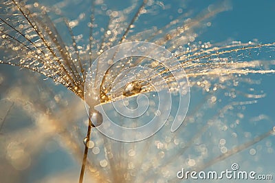 Golden water drop on a dandelion. Macro of a dandelion on a blue background. Stock Photo
