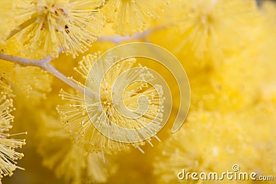 Golden Wattle closeup macro Stock Photo