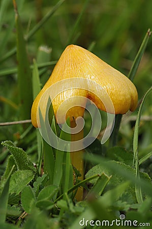 Golden Wax-cap Fungi Stock Photo