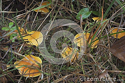 The Golden Waxcap Hygrocybe chlorophana is an inedible mushroom Stock Photo