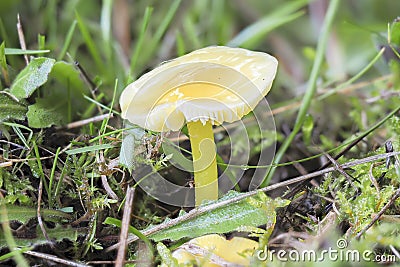 The Golden Waxcap Hygrocybe chlorophana is an inedible mushroom Stock Photo