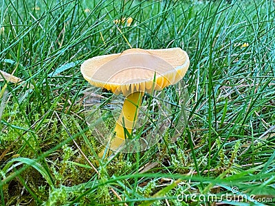 Golden Waxcap (Hygrocybe chlorophana) mushroom Stock Photo