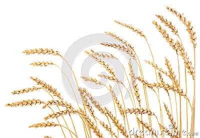 Golden wheat Stock Photo