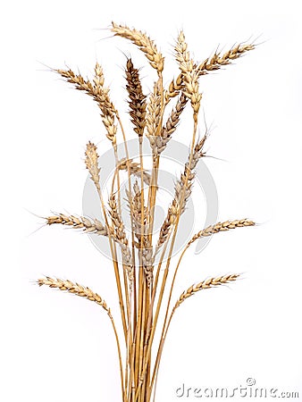 Golden wheat Stock Photo