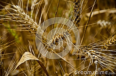 Golden Wheat Stock Photo