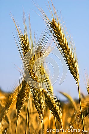 Golden wheat - closeup Stock Photo