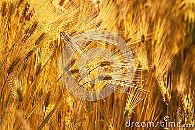 Golden wheat ears in sunset Stock Photo