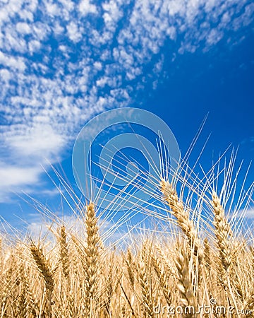 Golden wheat field Stock Photo