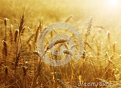 Golden Wheat Field Stock Photo