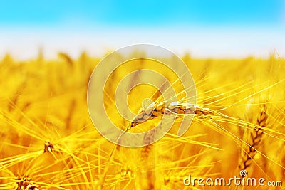 Golden wheat field Stock Photo