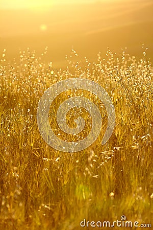 Golden wheat field Stock Photo