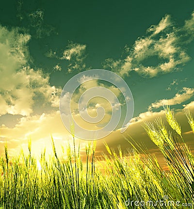 Golden wheat field Stock Photo