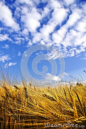 Golden wheat field on a blue sky Stock Photo