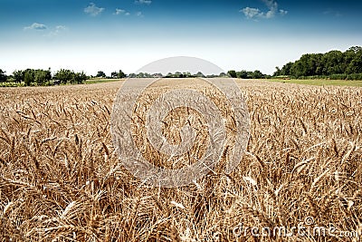 Golden wheat field Stock Photo