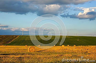 Golden wheat field Stock Photo