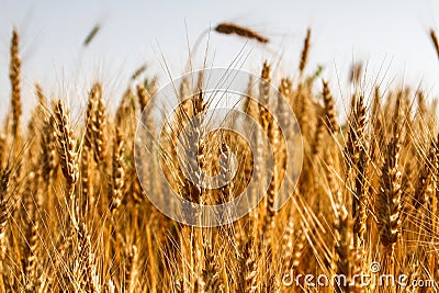 Golden wheat field Editorial Stock Photo