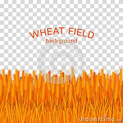 Golden wheat field on checkered background Vector Illustration