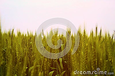 Golden wheat field in clear sky Stock Photo