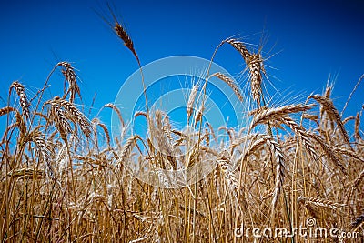 Golden wheat field in hot sunny summer day clear blue sky. Stock Photo