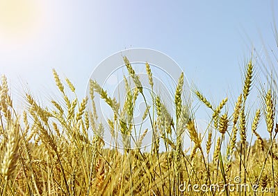 Golden wheat field and ripening ears against the blue sky on a Sunny summer day, sun glare and light Stock Photo