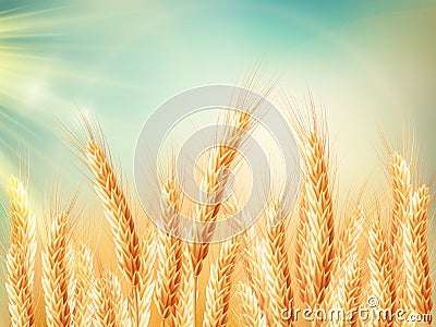 Golden wheat field and sunny day. EPS 10 Vector Illustration