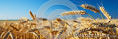 Golden wheat field on a sunny summer day scenic farm background with vibrant crops and blue sky Stock Photo