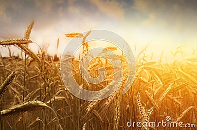 Golden wheat field and sunset Stock Photo