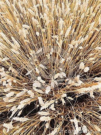 Golden wheat field in Ukrainian summer Stock Photo