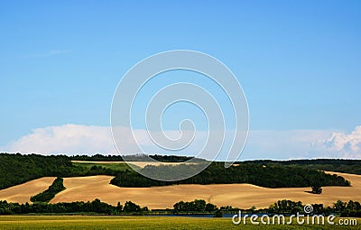 Golden wheat field on undulating hills. lush green forest. blue sky Stock Photo