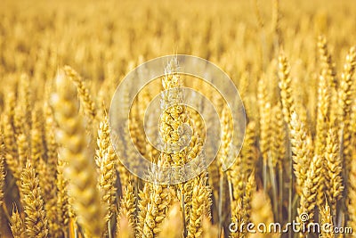 Golden wheat field. Wheat stalks and grain close up, selective focus in soft shades of yellow and orange. Summer harvest concept Stock Photo