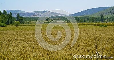 Golden wheat fields Stock Photo