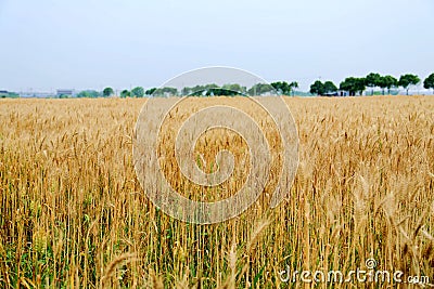 Golden wheat fields in china Stock Photo