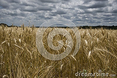 Golden wheat fields Stock Photo