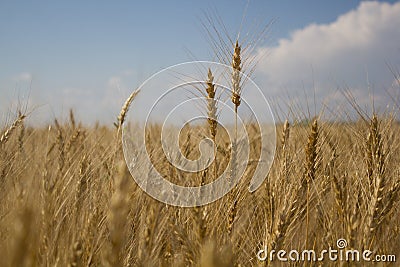 Golden wheat fields Stock Photo