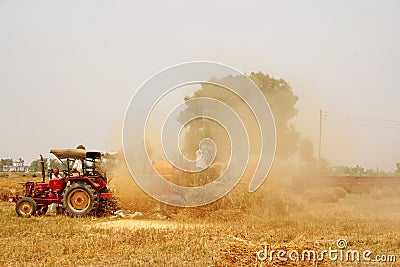 Golden wheat Harvest and chaff seperation India Stock Photo