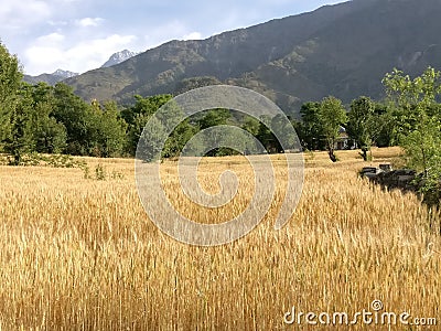 Golden wheat harvest in himalayan mountain steppe terrace farmland n wheat fields Stock Photo
