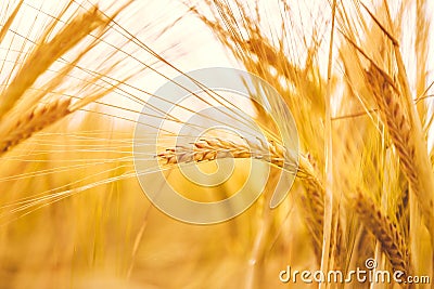 Golden wheat ripe in the field. Wheat stalk and grain close up selective focus soft shades of yellow and orange background Summer Stock Photo